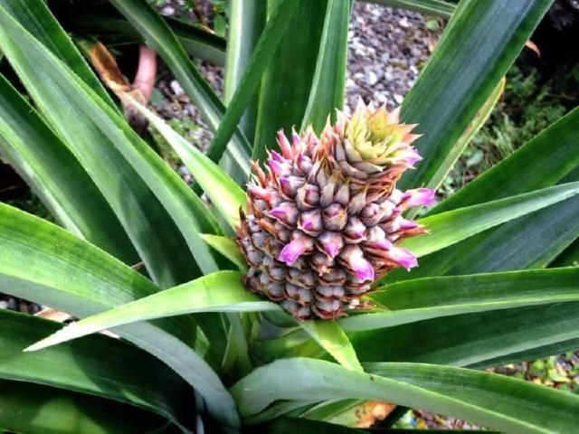 2016  11 10 pia001.jpg