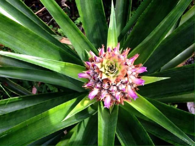 2016  11 10 pia002.jpg