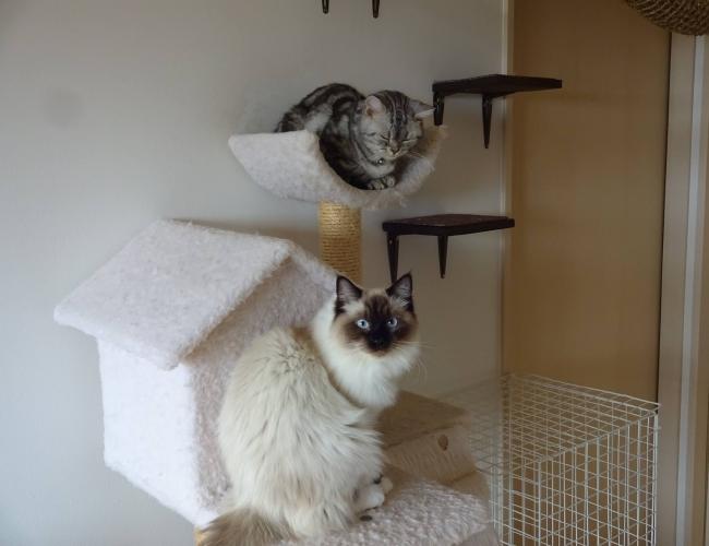 2016  12-26neko003.jpg