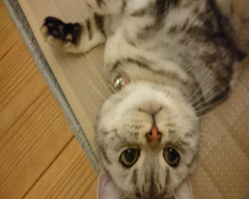 2016  12-28huky002.jpg