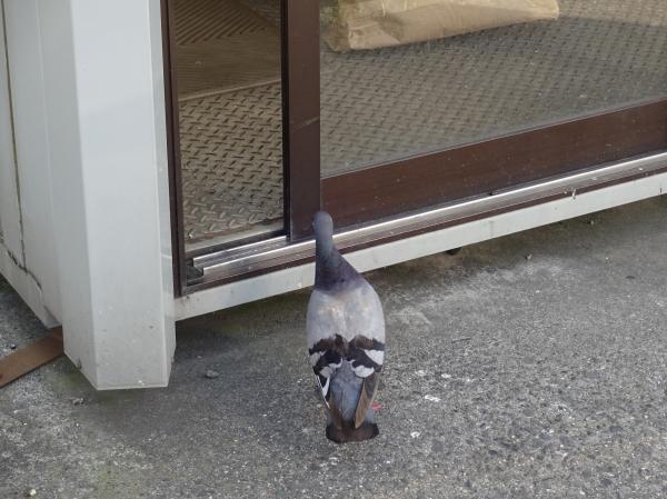 2016 hatahato002.JPG