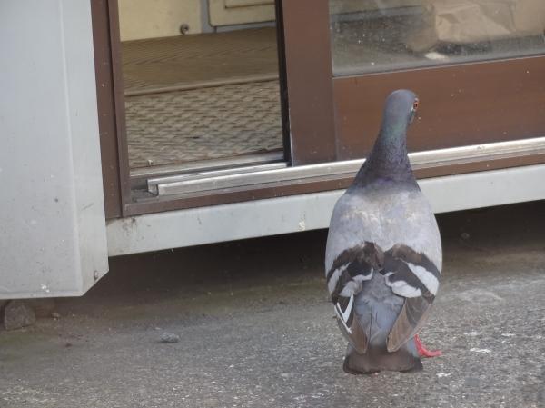 2016 hatahato003.JPG