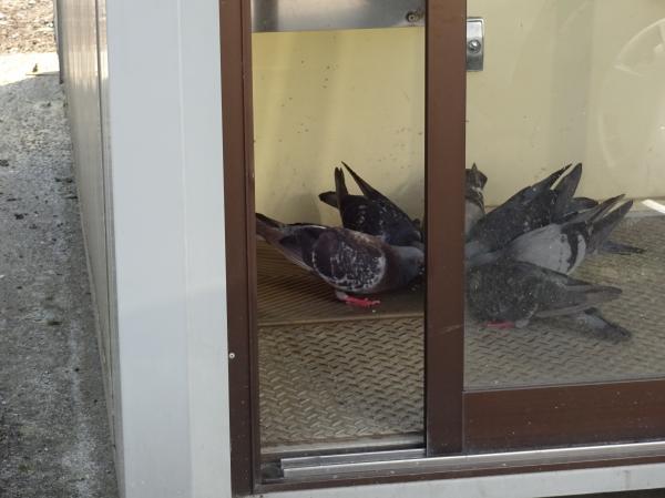 2016 hatahato004.JPG