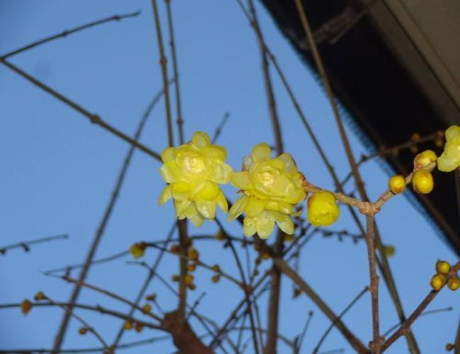 2017  1-25rerwr001.jpg