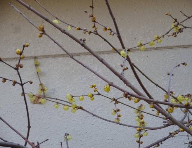 2017  1-25rerwr002.jpg