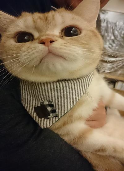 2017  1-5neko003.jpg